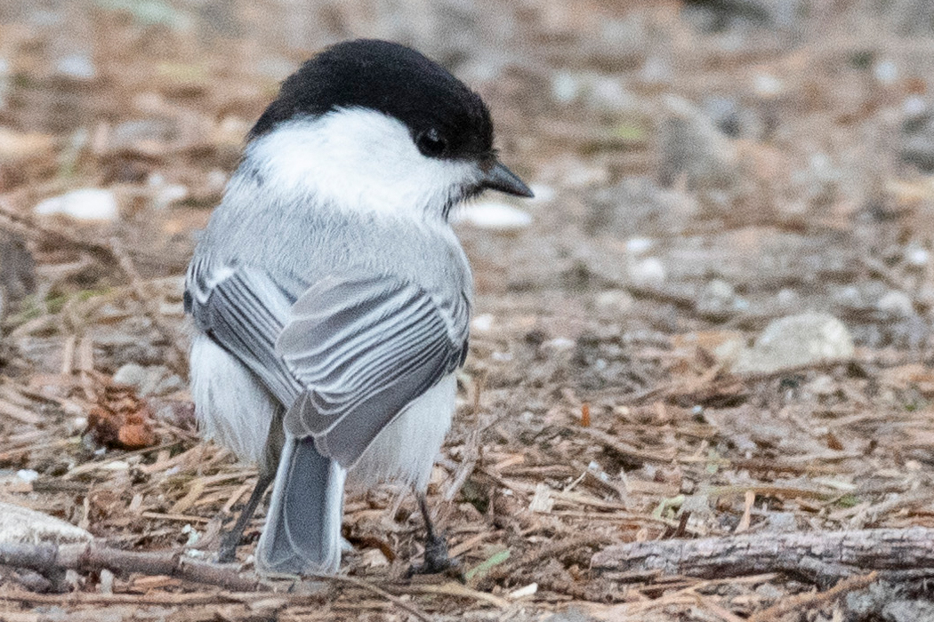 コガラのページ