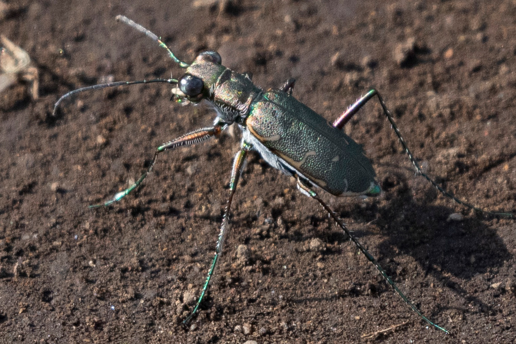 コハンミョウのページ