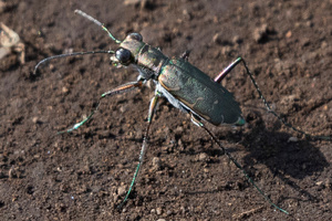 コハンミョウの色