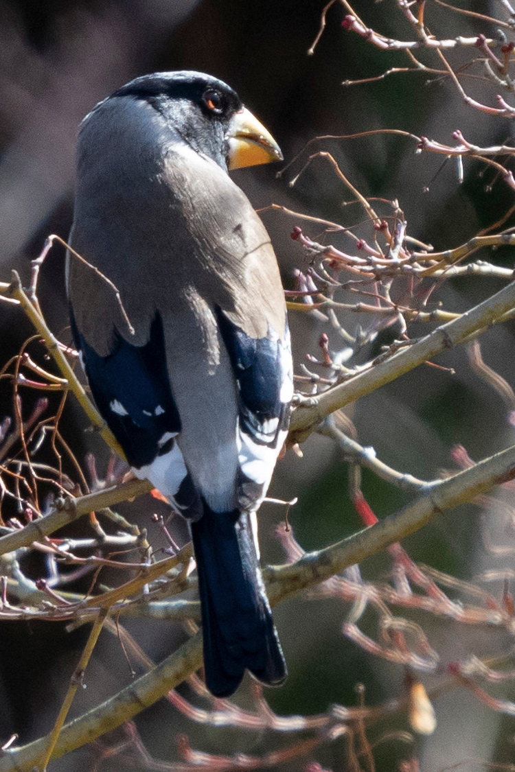 コイカルの画像