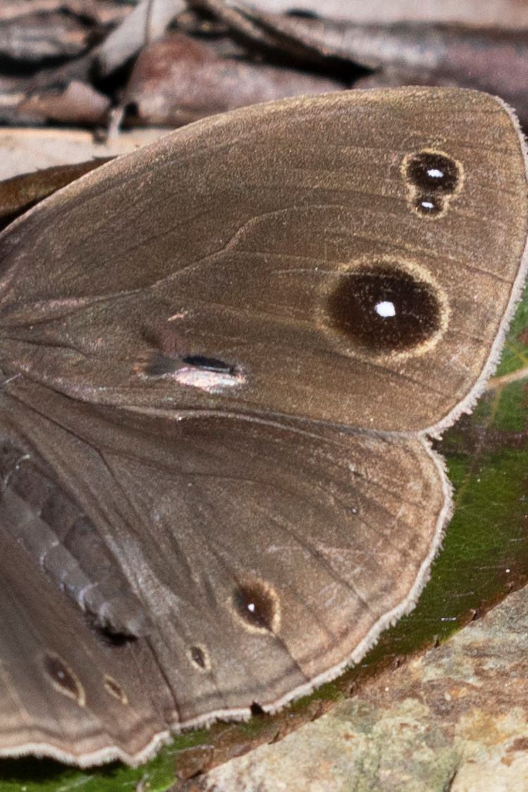 コジャノメの画像