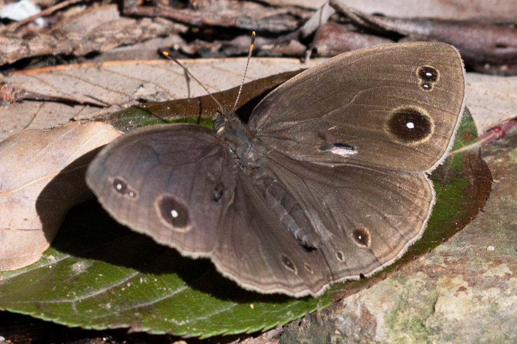 コジャノメのページ