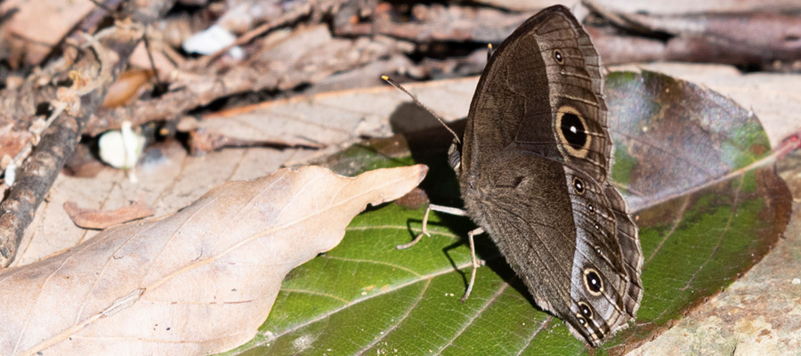 コジャノメの写真