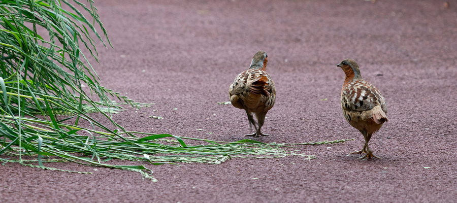 コジュケイの写真