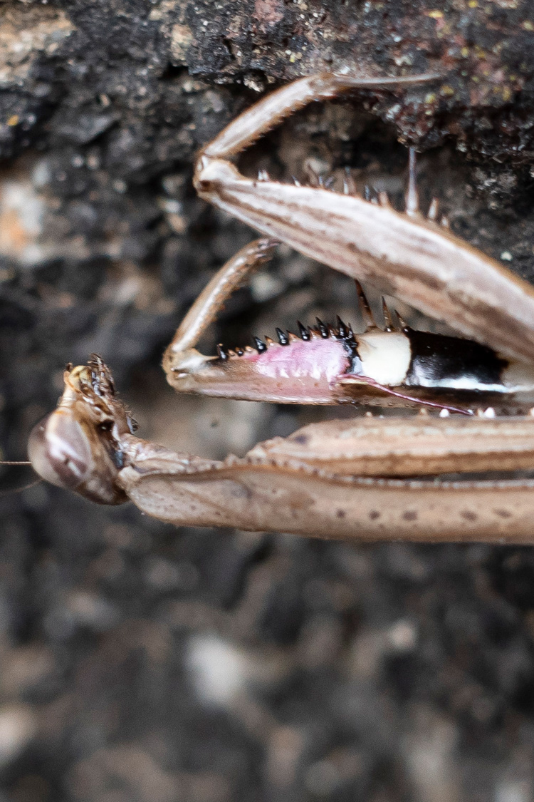 コカマキリの画像