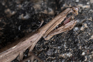 コカマキリの色