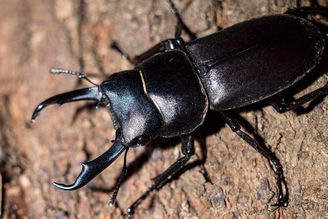 コクワガタのページ