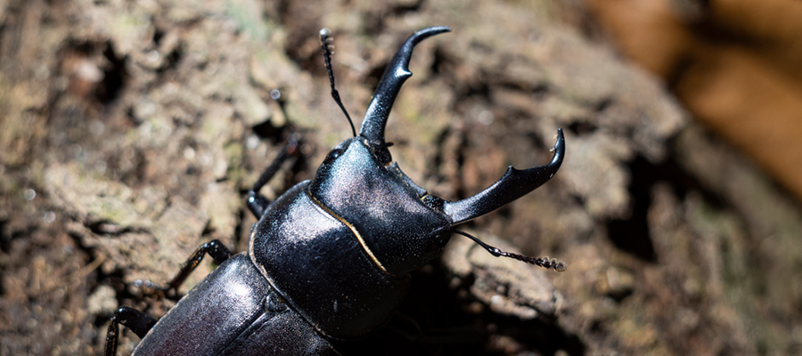 コクワガタの写真