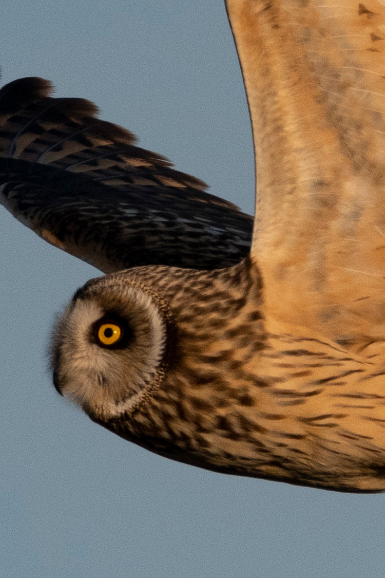 コミミズクの画像