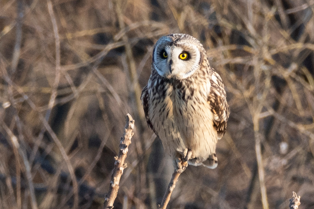 コミミズクのページ