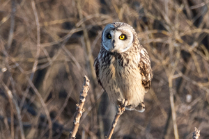 コミミズクの色