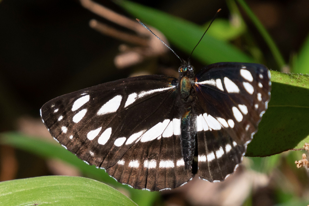 コミスジのページ