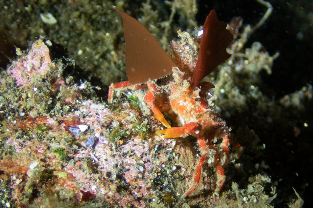 コノハガニのページ