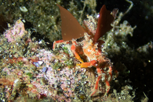 コノハガニの色