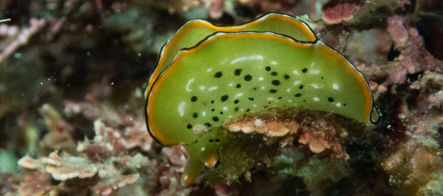 コノハミドリガイの写真