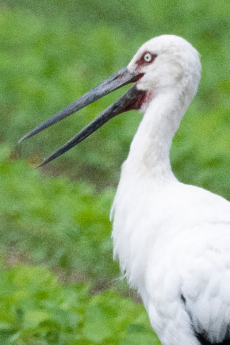 コウノトリの画像