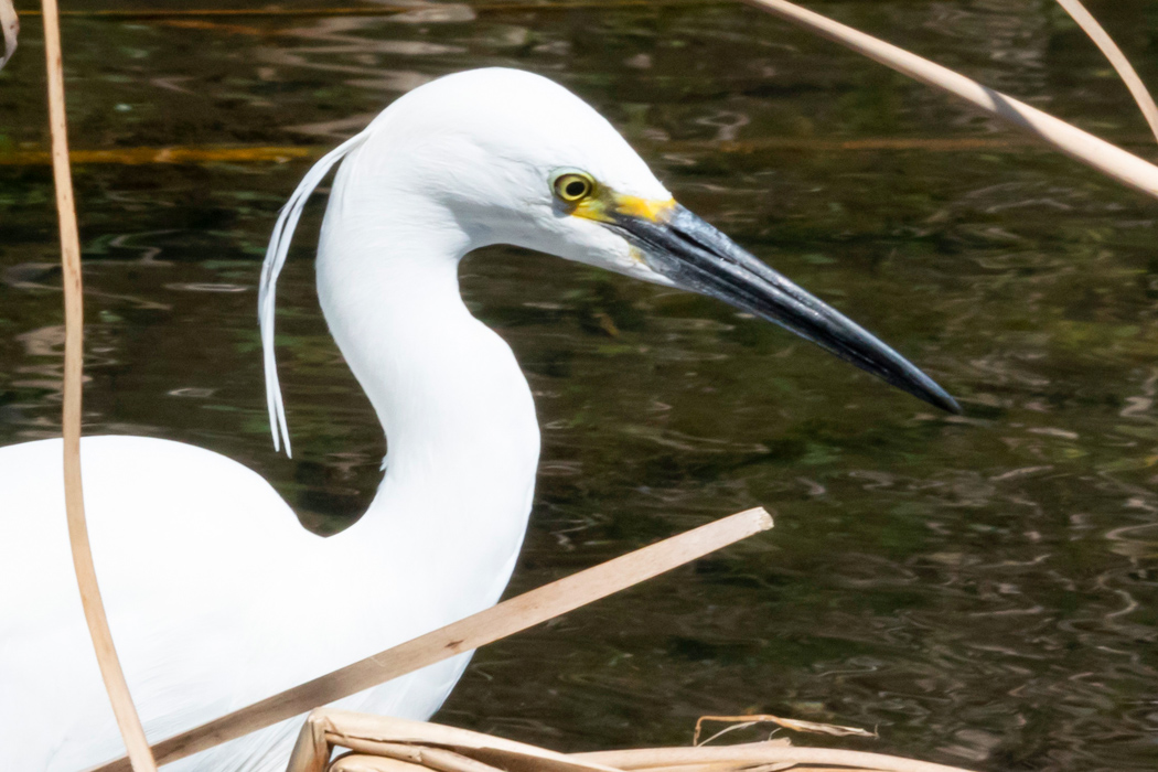 コサギのページ