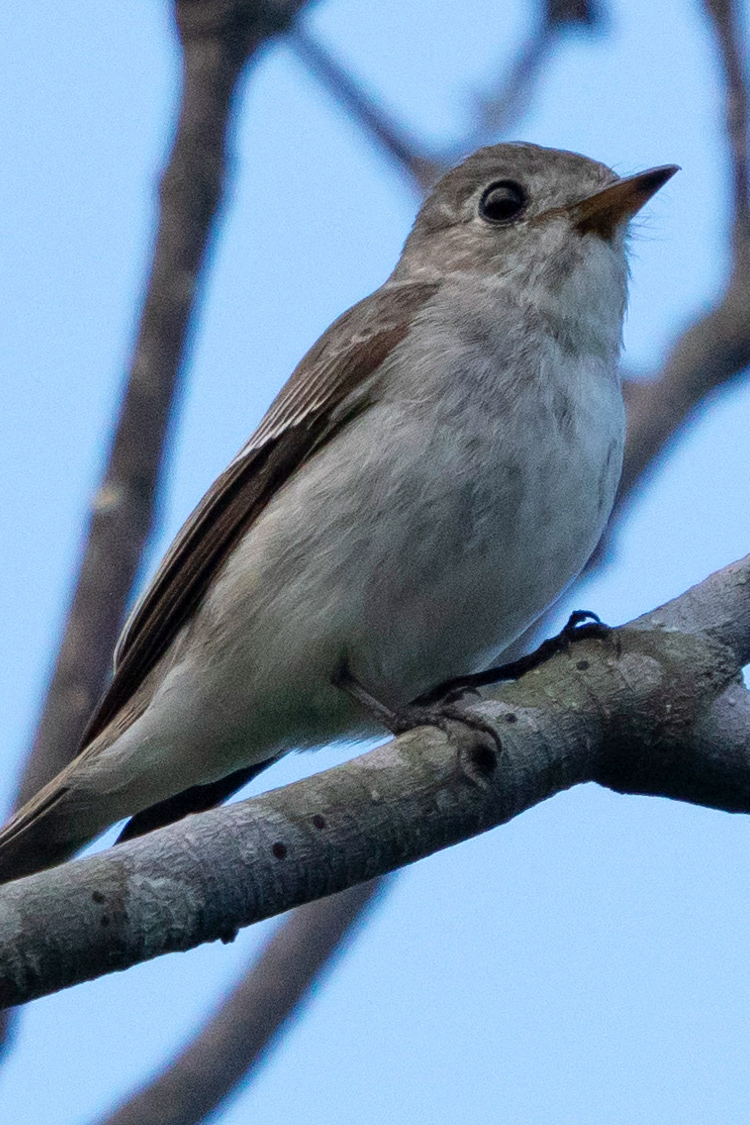 コサメビタキの画像