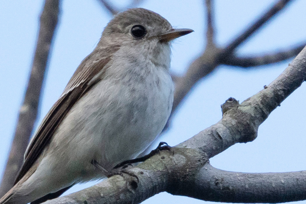 コサメビタキのページ