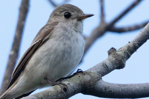 コサメビタキの色