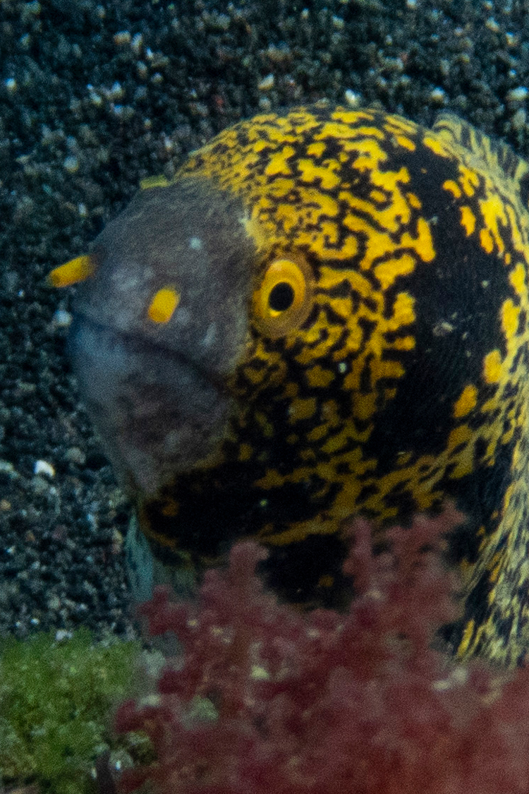 クモウツボの画像