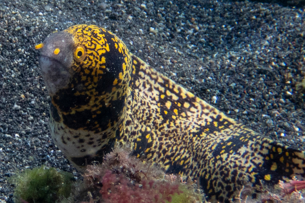 クモウツボのページ