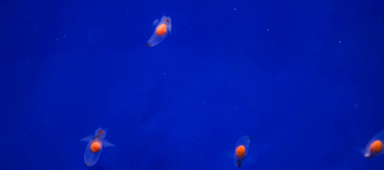 クリオネの写真