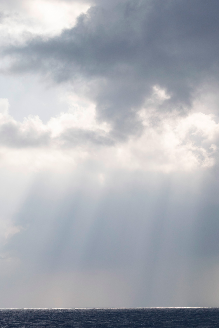 クロアシアホウドリの画像