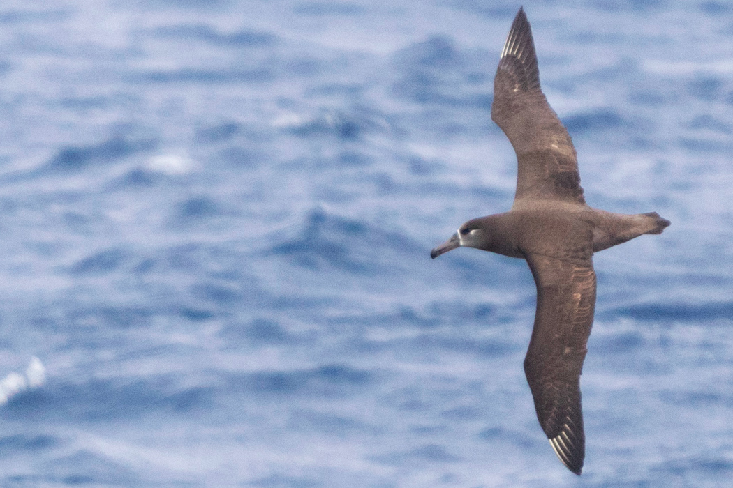 クロアシアホウドリ