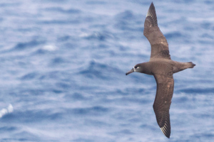 クロアシアホウドリの色