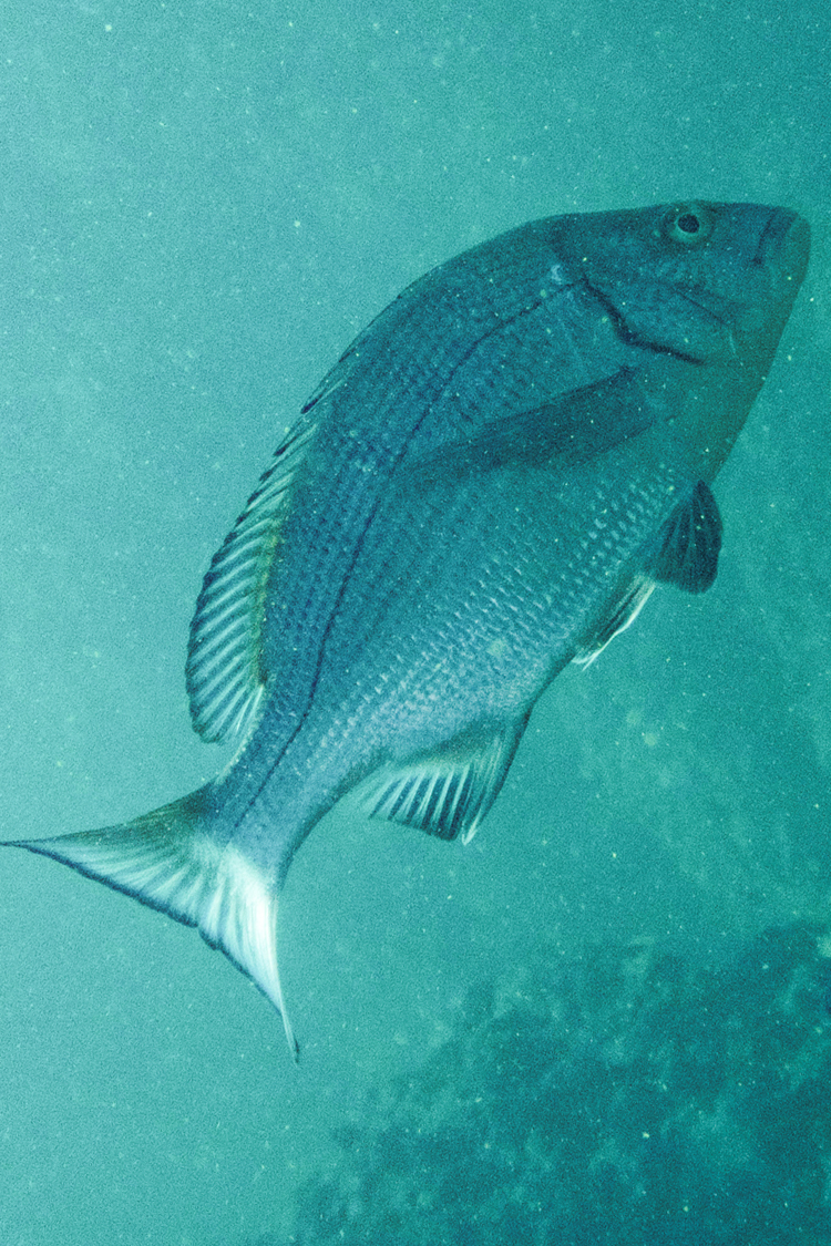 クロダイの画像