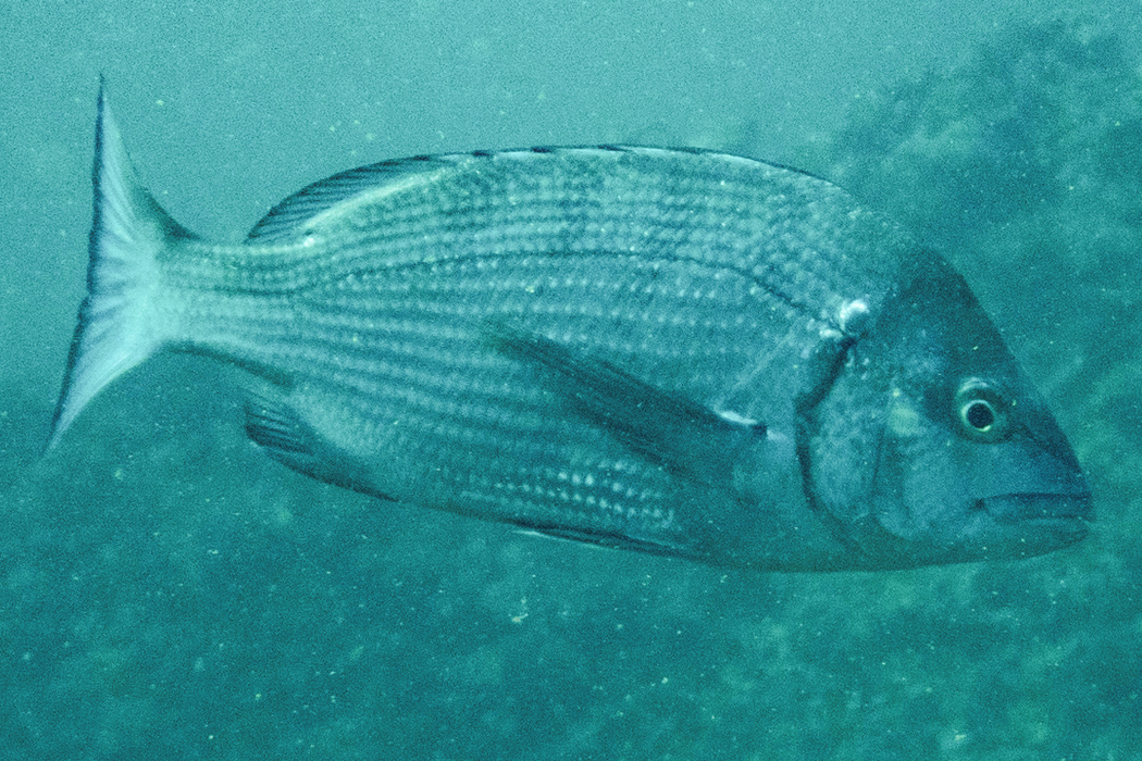 クロダイのページ