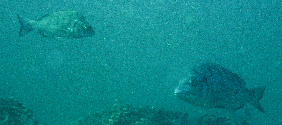 クロダイの写真