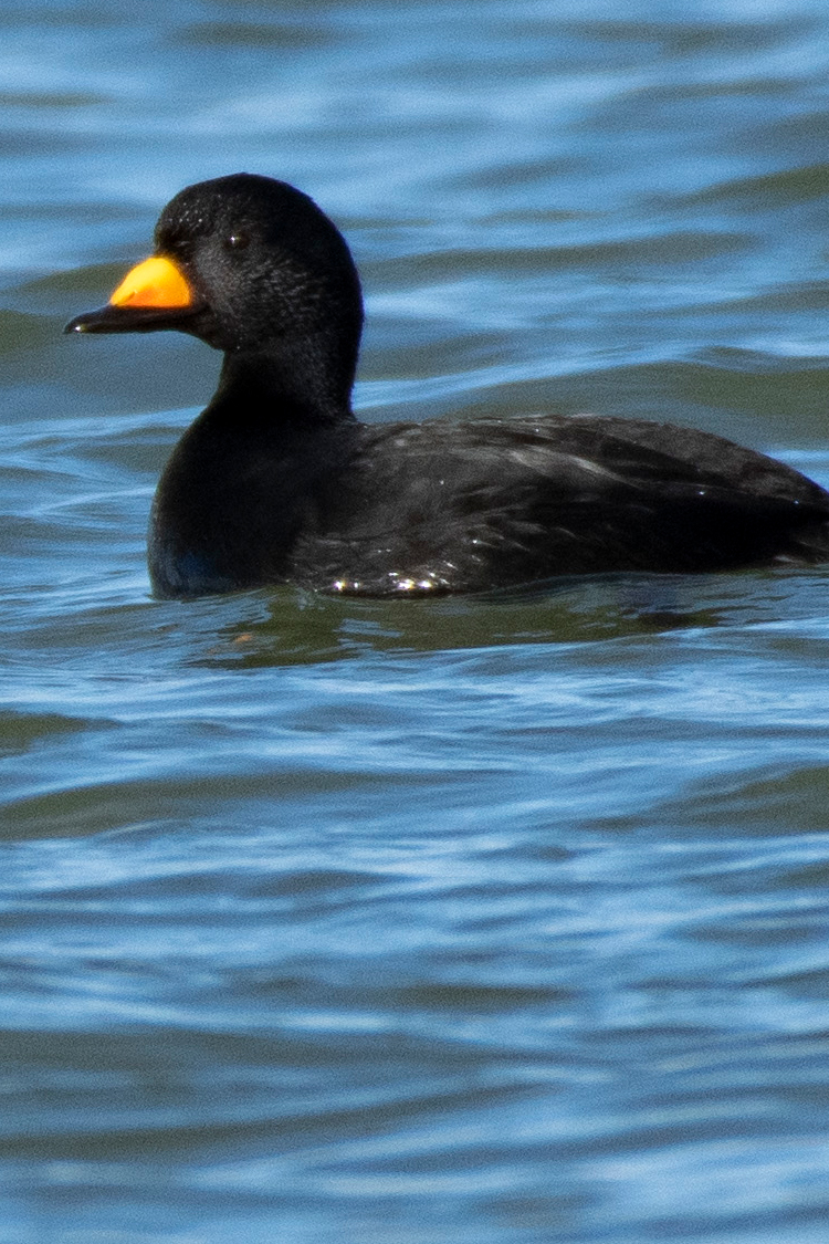 クロガモの画像