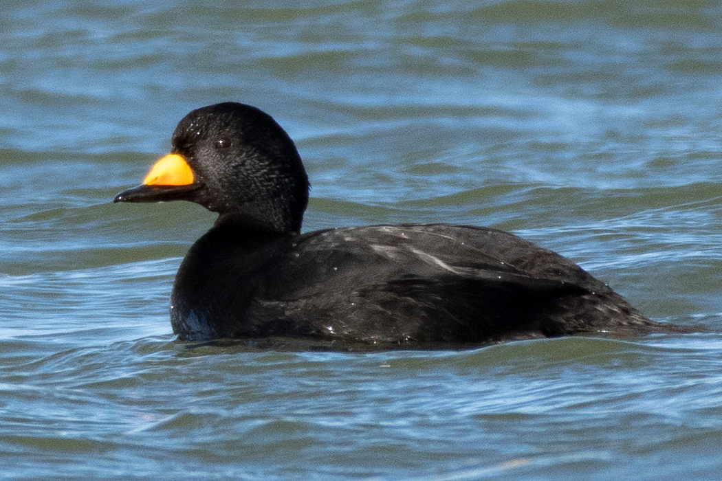 クロガモのページ