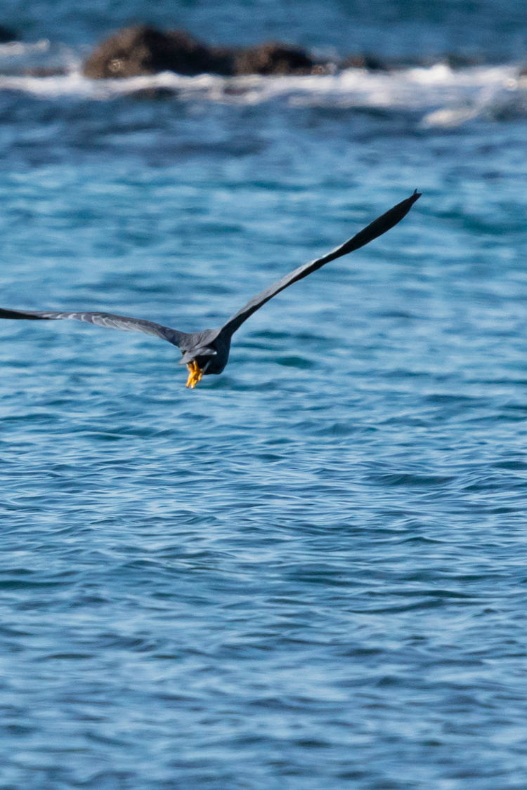 クロサギの画像