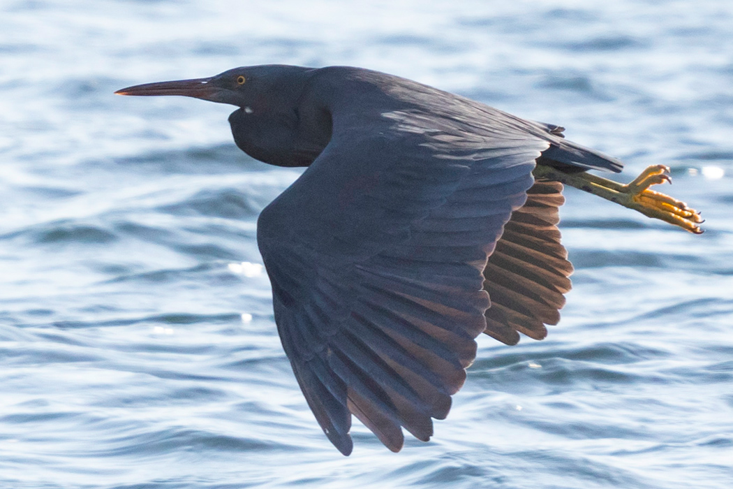 クロサギのページ