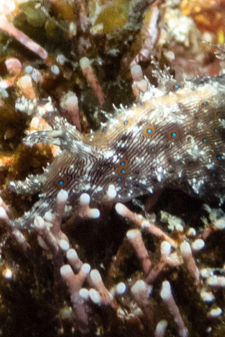 クロスジアメフラシの画像