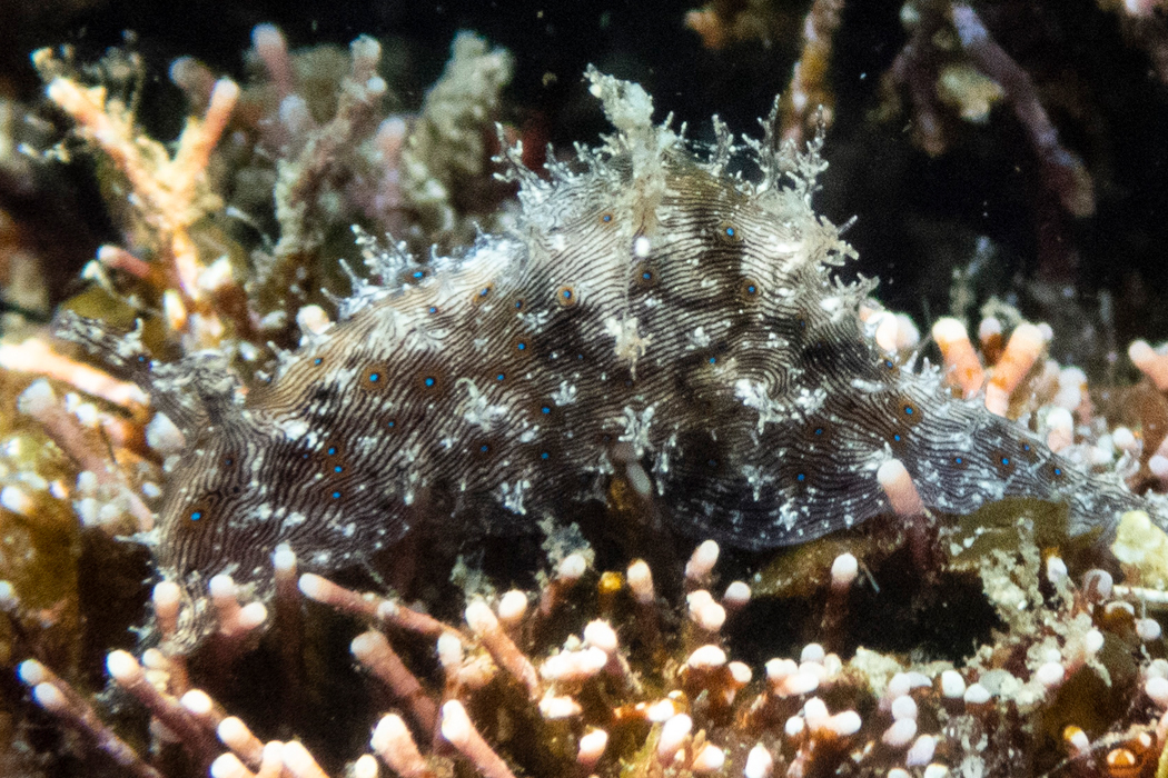 クロスジアメフラシのページ