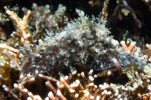 クロスジアメフラシの色