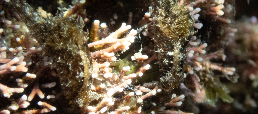 クロスジアメフラシの写真