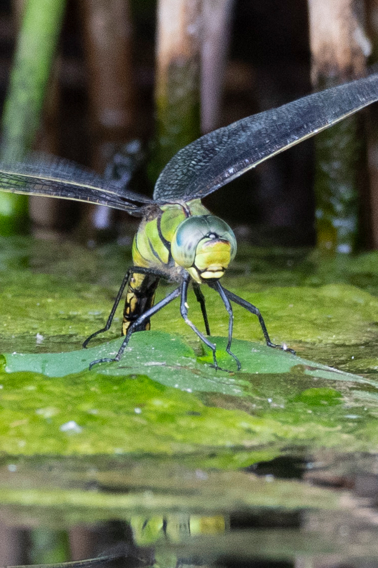 クロスジギンヤンマの画像