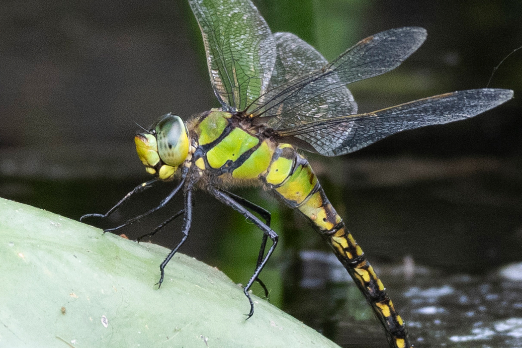 クロスジギンヤンマのページ