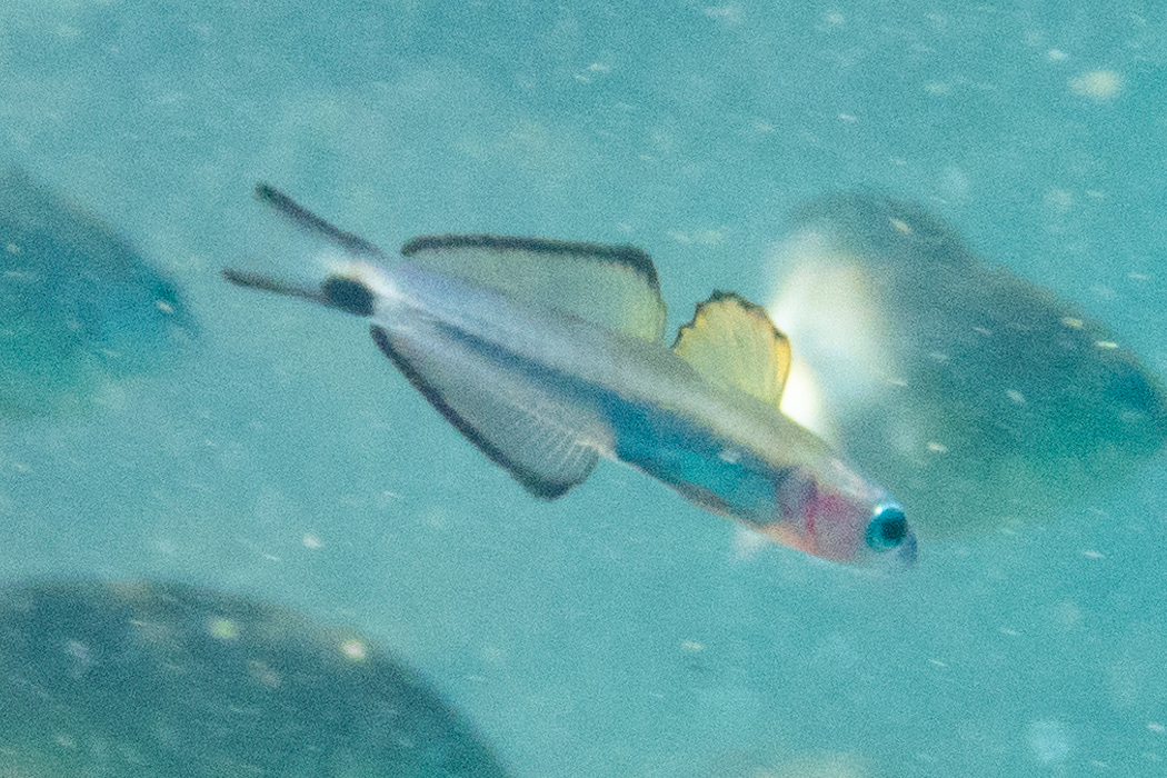 クロユリハゼのページ