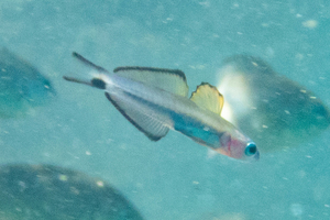 クロユリハゼの色