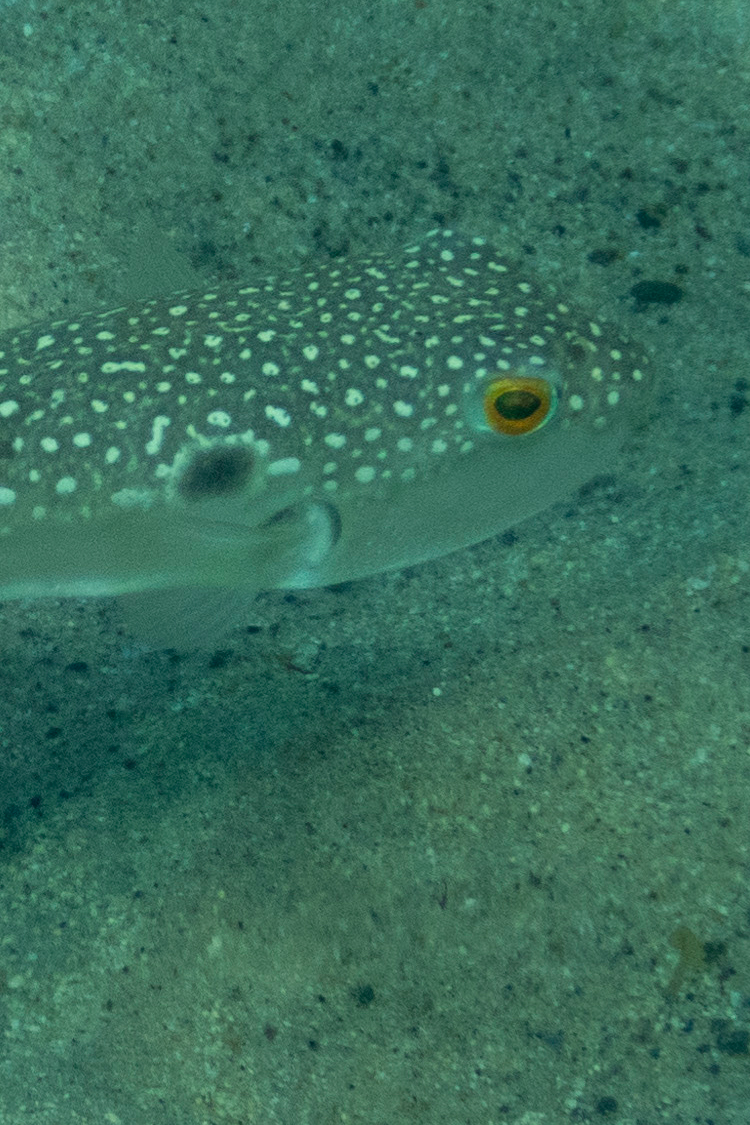 クサフグの画像