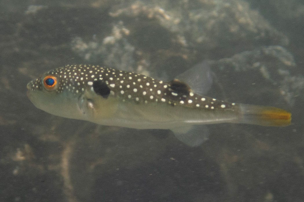 クサフグのページ