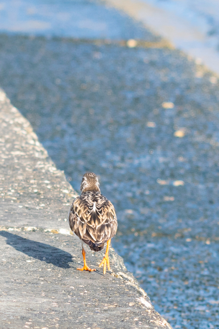 キョウジョシギの画像
