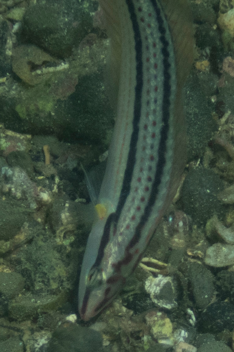 キュウセンの画像