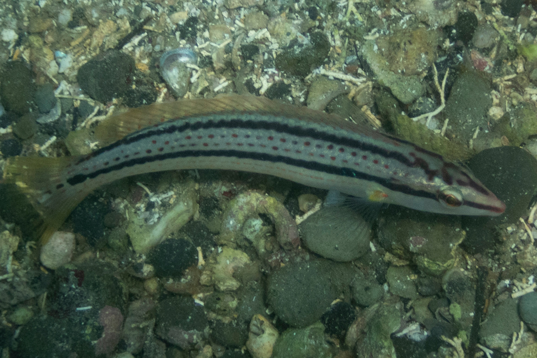 キュウセンのページ